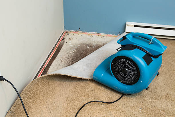 Best Water damage restoration specialists  in Rolling Fork, MS